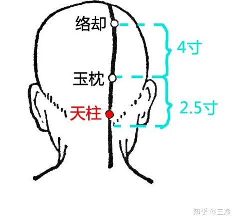 天柱穴氣結|一日一穴 之 135 天柱